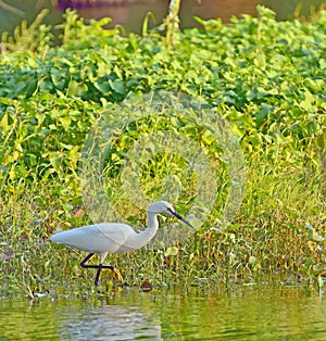 Little egret (Egretta garzetta)