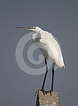 Little Egret (Egretta garzetta)