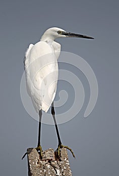 Little Egret (Egretta garzetta)