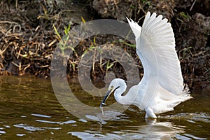 Little egret (Egretta Garzetta) catching fish