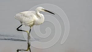 Little Egret Egretta Garzetta Close Up