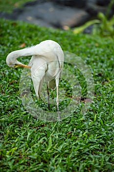 Little egret Egretta garzetta feathering side wing on green grass