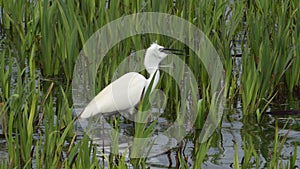 Little Egret (Egretta garzetta) fishing