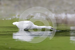 Little Egret Egretta garzetta fishing