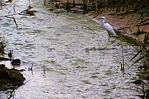 Little Egret, Egretta Garzetta, fishing at a small stream Maayan Zvi pools, northwest Israel