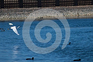 Little egret Egretta garzetta in flight.