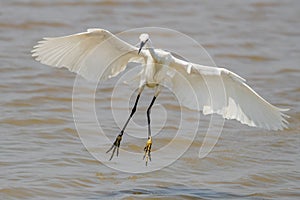 Little Egret Egretta garzetta in flight