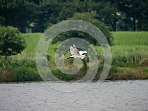 Little egret egretta garzetta in flight over a river
