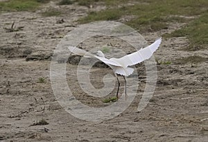 Little egret (Egretta garzetta) in flight, reedbed in Danube delta, Romania,