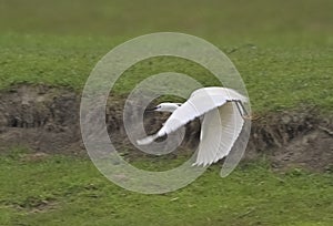 Little egret (Egretta garzetta) in flight, reedbed in Danube delta, Romania,