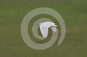 Little egret (Egretta garzetta) in flight, reedbed in Danube delta, Romania,