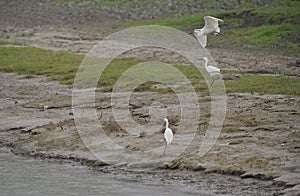 Little egret (Egretta garzetta) in flight, reedbed in Danube delta, Romania,