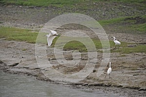 Little egret (Egretta garzetta) in flight, reedbed in Danube delta, Romania,