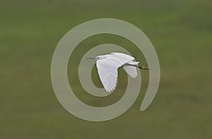 Little egret (Egretta garzetta) in flight, reedbed in Danube delta, Romania, photo