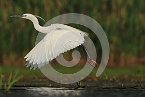 Little Egret Egretta Garzetta flying