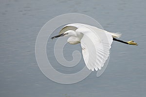 Little egret, egretta garzetta, flying in Camargue, France