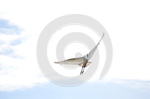 A Little Egret Egretta Garzetta Flying with white cloud background
