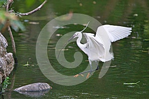 The little egret(Egretta garzetta) is holding a branch in its beak.