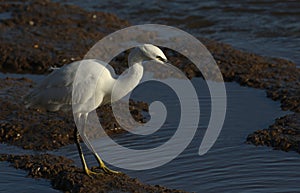 A Little Egret Egretta garzetta hunting for food in a coastal sea estuary.