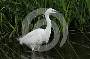 A Little Egret, Egretta garzetta, hunting for food in the reeds at the edge of a river.