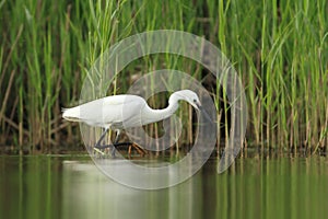 Little Egret Egretta Garzetta hunting