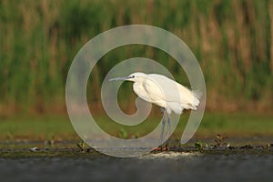 Little Egret Egretta Garzetta hunting