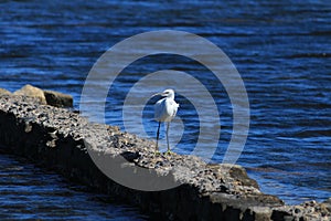 Little egret, Egretta garzetta, Island Spinalonga, Crete, Greece