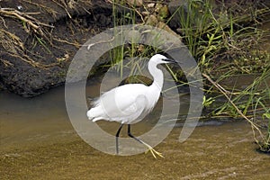 Little egret (Egretta garzetta)