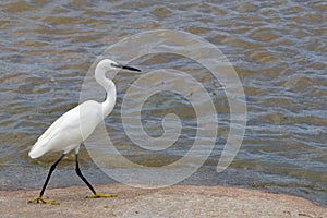 Little egret (Egretta garzetta)