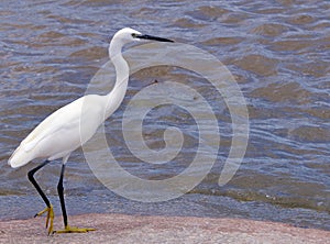 Little egret (Egretta garzetta)