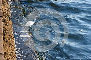 Little egret or Egretta garzetta in lagoon Orbetello on peninsula Argentario. Italy