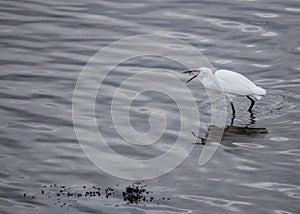 Little Egret Egretta garzetta photo