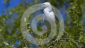 Little egret Egretta garzetta