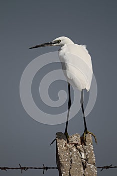 Little Egret (Egretta garzetta)