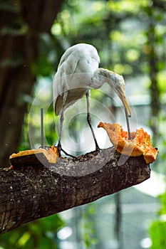 Little egret Egretta garzetta looking food on branches