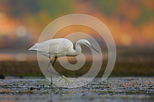 Little Egret (Egretta garzetta).