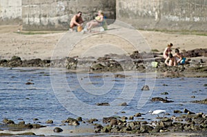 Little egret Egretta garzetta looking for preys and people in the background.