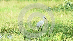 Little egret or Egretta garzetta in natural green background at keoladeo ghana national park or bharatpur bird sanctuary india