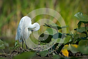 Little egret (egretta garzetta) photo
