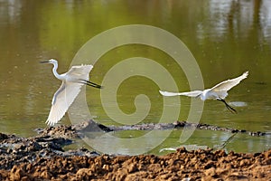 The little egret Egretta garzetta, a pair of herons flying over water. Two little white herons in flight over the muddy water of