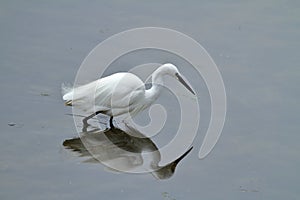 Little egret Egretta garzetta