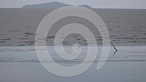 Little Egret Egretta garzetta preys on small fish in shallow water off the coast. A white bird walking along the beach and sea w