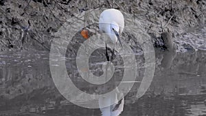 Little Egret Egretta garzetta preys on small fish in shallow water of wetland. A white bird catching fish in low tide mudflats