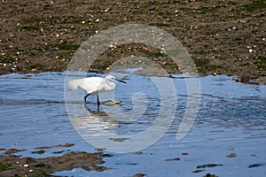 Little Egret (Egretta garzetta) searching for food in the Foz estuary in Ramallosa, Nigran, Pontevedra, Spain