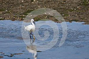 Little Egret (Egretta garzetta) searching for food in the Foz estuary in Ramallosa, Nigran, Pontevedra, Spain