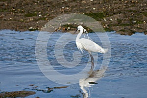 Little Egret (Egretta garzetta) searching for food in the Foz estuary in Ramallosa, Nigran, Pontevedra, Spain