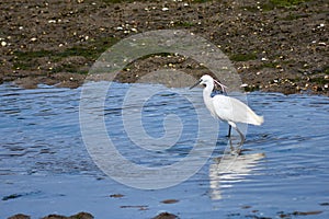 Little Egret (Egretta garzetta) searching for food in the Foz estuary in Ramallosa, Nigran, Pontevedra, Spain