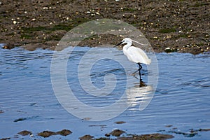 Little Egret (Egretta garzetta) searching for food in the Foz estuary in Ramallosa, Nigran, Pontevedra, Spain