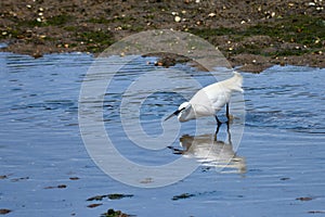 Little Egret (Egretta garzetta) searching for food in the Foz estuary in Ramallosa, Nigran, Pontevedra, Spain