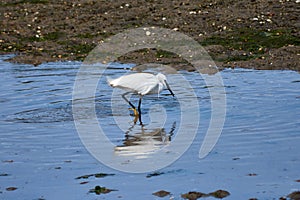 Little Egret (Egretta garzetta) searching for food in the Foz estuary in Ramallosa, Nigran, Pontevedra, Spain